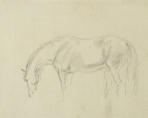 Un cavallo che pascola